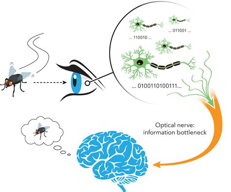 Unifying The Theories Of Neural Information Encoding