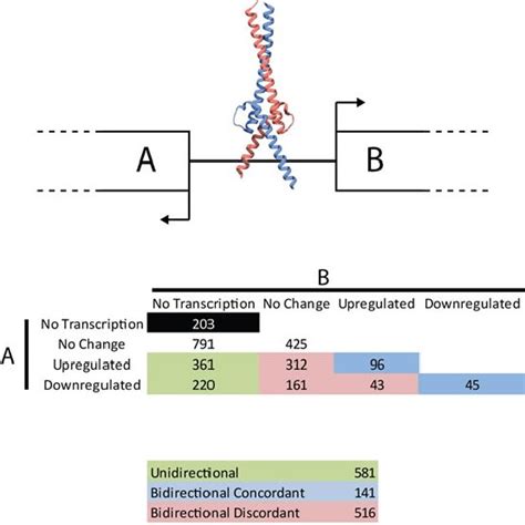 Transcriptional Activity From Bidirectional Promoters Myc Binds To