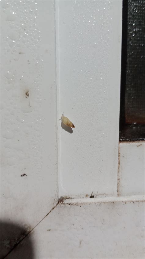 Weird insect in my bathroom window. (Brazil) : r/insects