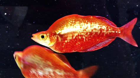 Red Irian Rainbowfish Quickshots Youtube