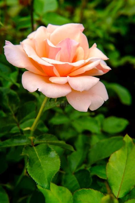 Pink Floribunda Rose stock image. Image of botanical - 130636473