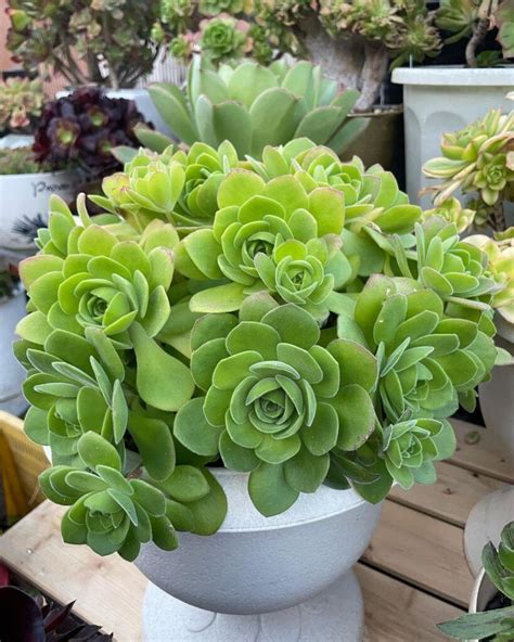 73 types of aeonium varieties pictorial guide – Artofit