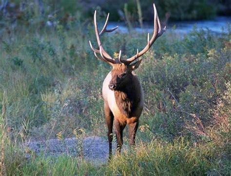 Free Images Prairie Wildlife Mammal Fauna Bull Grassland