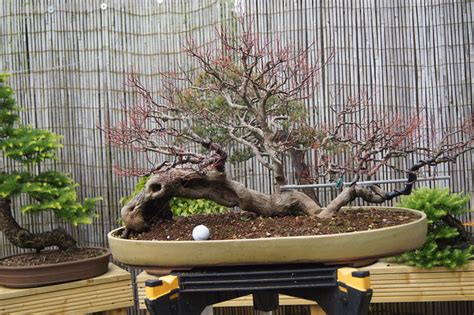 Defoliation Time Bonsai Baker