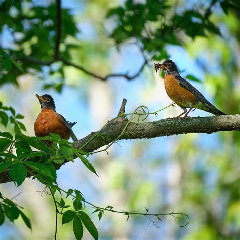 Robin Payudara Merah Burung Foto Gratis Di Pixabay Pixabay