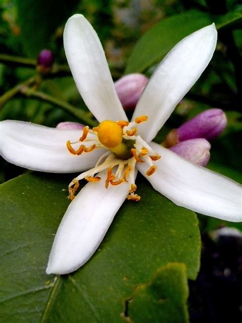 Free picture: medlar, flower