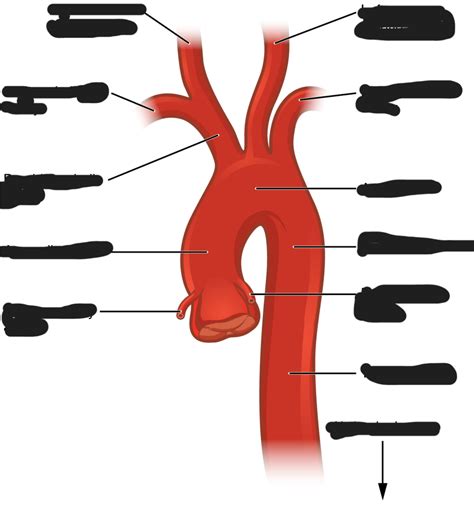 Aorta Diagram Quizlet