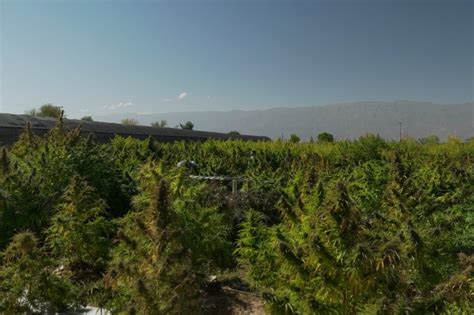 Cannabis Medicinal En La Rioja