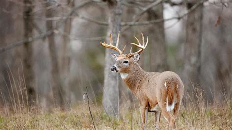 IDNR Reminds Hunters Of 2024 2025 Chronic Wasting Disease Sampling