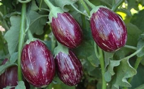 Brinjal Cultivation