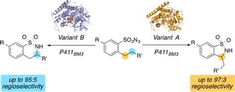 Enzyme Controlled Nitrogen Atom Transfer Enables Regiodivergent Ch