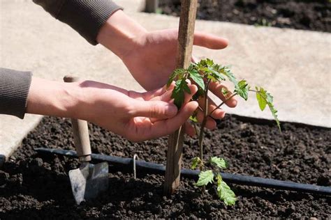 O Que Plantar Em Fevereiro