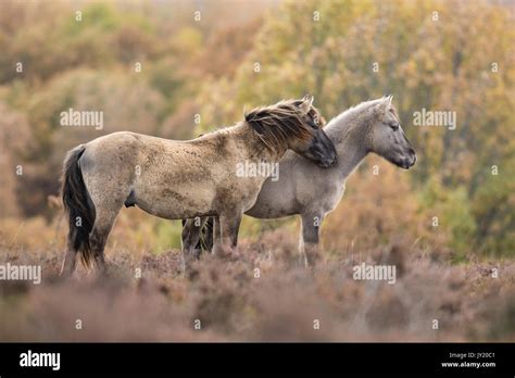 Tarpan horse hi-res stock photography and images - Alamy