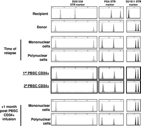 Chimerim Analysis Using STR Short Tandem Repeat Multiplex Polymerase