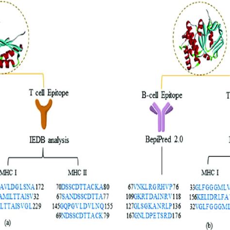 B Cell And T Cell Epitope Predicted Residues For Target Antibody