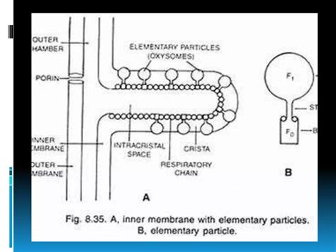 Why Is Mitochondria Called The Powerhouse Of The Cell 5