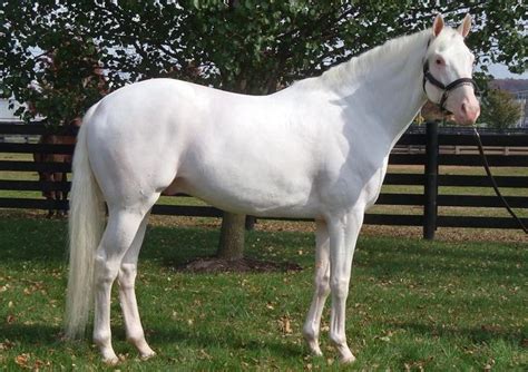 magnificent white thoroughbred stallion