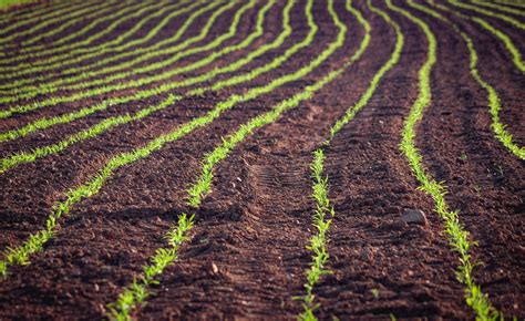 Agricultura orgánica Tipos y beneficios para el medioambiente Maya SL