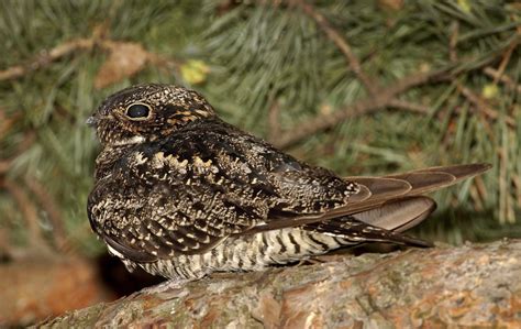 Common Nighthawk Owen Deutsch Photography