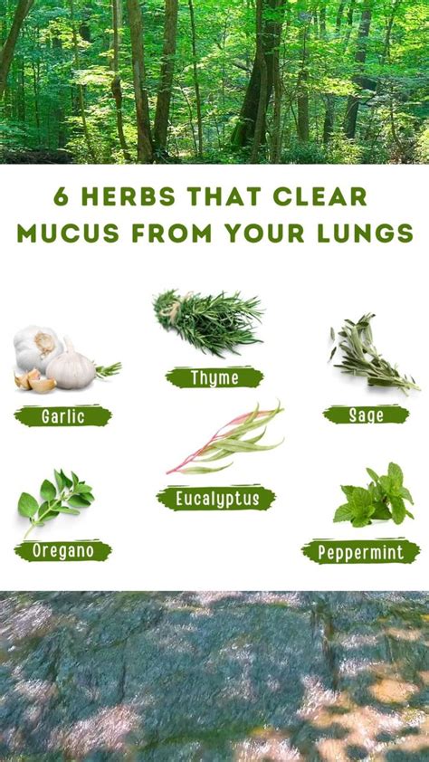 Herbs That Clear Mucus From Your Lungs Get Rid Of Mucus Benefits