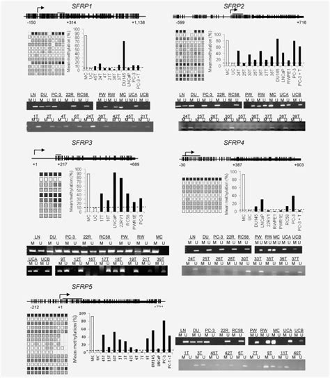 Promoter Hypermethylation Of SFRP Genes In Prostate Cancer MSP And