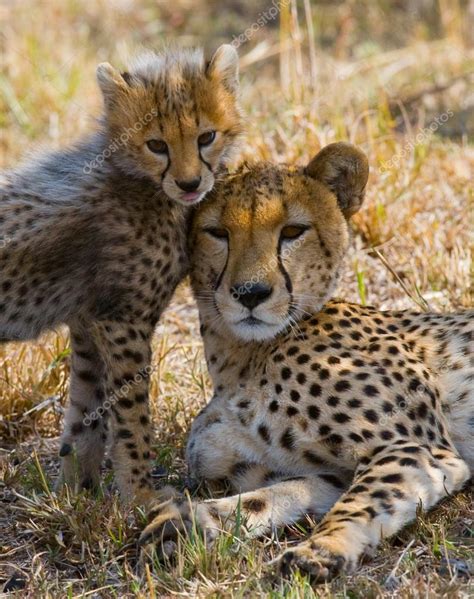 Mother Cheetah with her cub — Stock Photo © GUDKOVANDREY #96098244