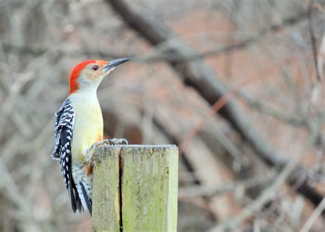 23 Common Birds in Michigan (with Pictures)