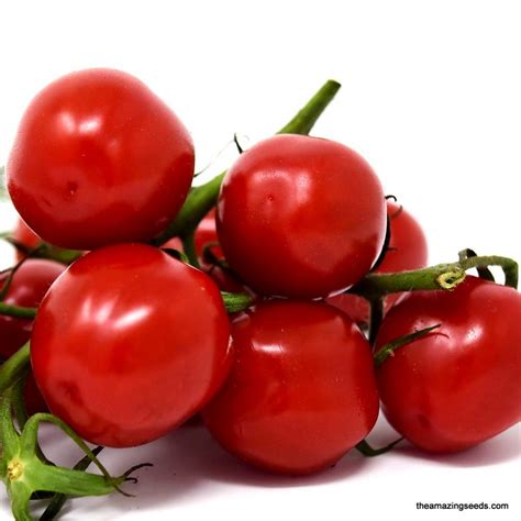 Heirloom Large Red Cherry Tomato Seeds The Amazing Seeds