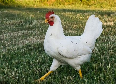 California White Female Chicken Breeds White Hen Chicken