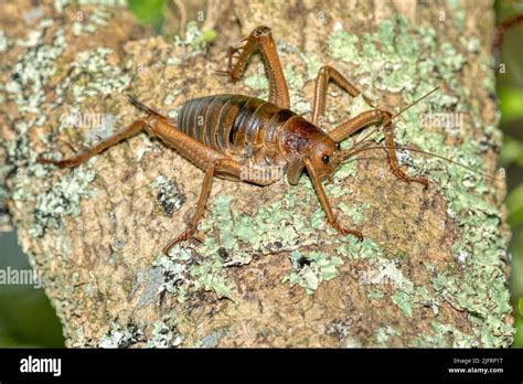 Little Barrier Island Giant Weta or Wetapunga female (Deinacrida hetera ...