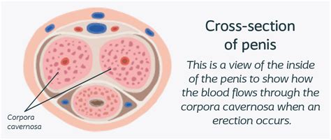 What Causes An Erection To Happen And How A Penis Gets Hard