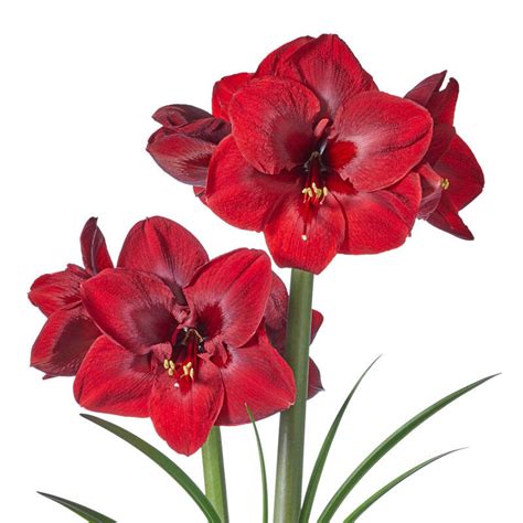 Amaryllis Carmen Amaryllis Bulbs Brecks