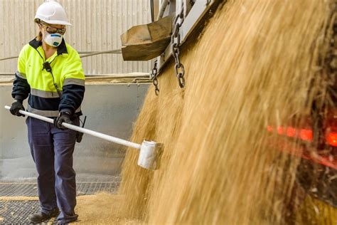 Viterra Harvest Intake Hits 566 671t Grain Central