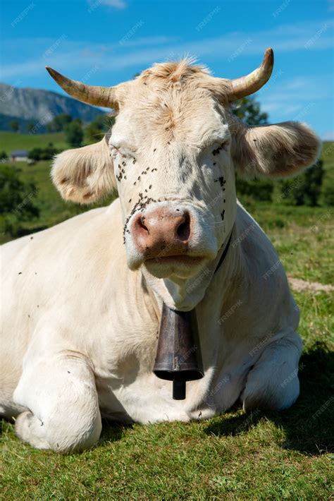 Cow With Cowbell