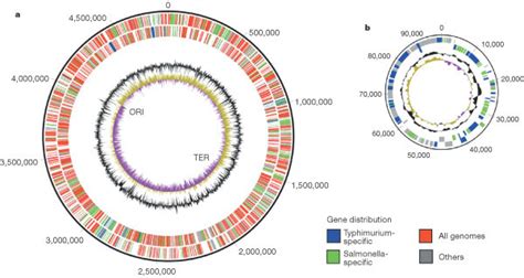 The Salmonella Enterica Serovar Typhimurium Lt2 Genomea The