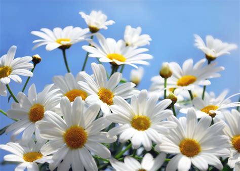 Daisy White Daisy at Mariann Cochran blog