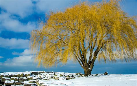 The Dreaming Tree Photograph By Matt Shiffler Fine Art America