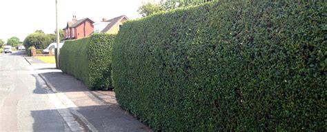 Green Privet Hedging Plants | Hedging UK