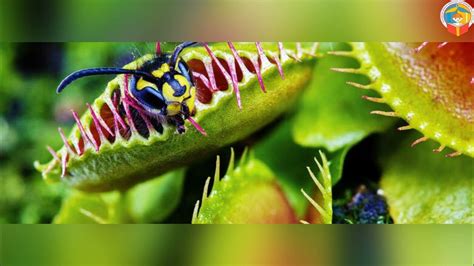 «Хижі рослини» - YouTube