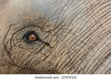 Calf Elephants Crying Eye After Separation Stock Photo 92725792 ...