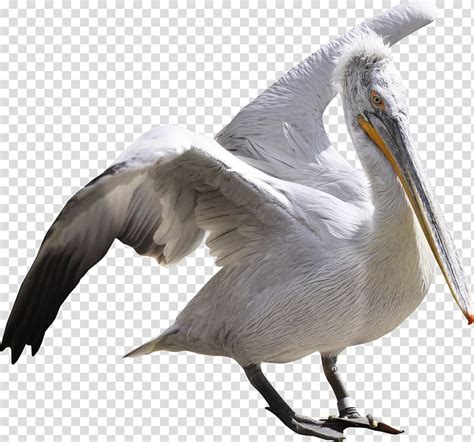 Pelican Transparent Background PNG Clipart HiClipart