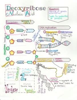 Dna Structure Function And Replication Sketch Notes Tpt