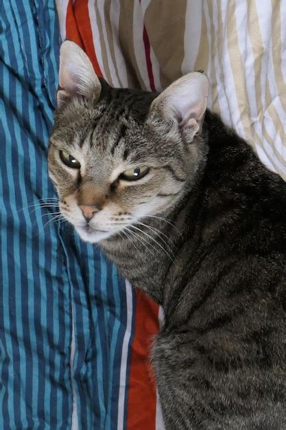 Premium Photo | Close-up portrait of cat relaxing on bed