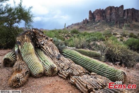 200 Year Old Cactus Collapses In Arizona Desert