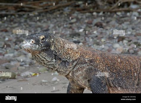 Un dragon de Komodo de Parc National de Komodo en Indonésie Varanus