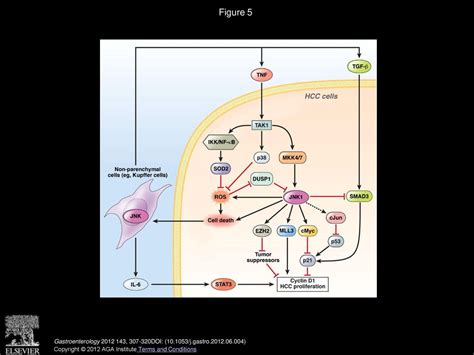 A Liver Full Of JNK Signaling In Regulation Of Cell Function And