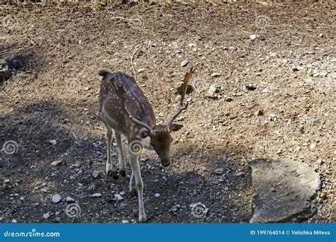 Bellow Majestic Powerful Adult Fallow Deer Dama Dama Standing In The