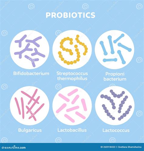 Probiotics Bacteria Set Gut Microbiota With Healthy Prebiotic Bacillus