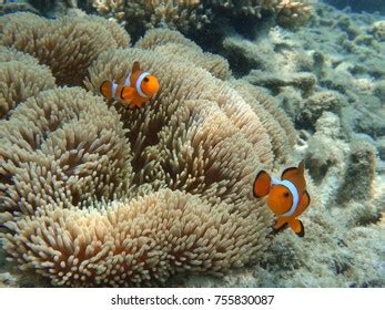 Amphiprion Ocellaris Clownfish Marine Natural Habitat Stock Photo 755830087 | Shutterstock