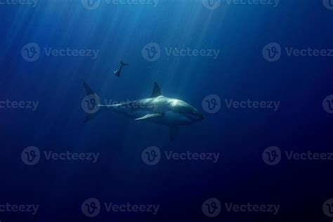 Great White shark ready to attack from deep blue 17231513 Stock Photo ...